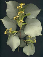 MSA TILIA TOMENTOSA 50 ML - dottorbianchi.it