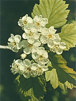 MSA CRATAEGUS OXYACA 50 ML - dottorbianchi.it