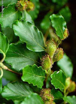 MSA FAGUS SYLVATICA 50 ML - dottorbianchi.it