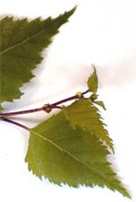 MSA BETULA VERRUCOSA 50 ML - dottorbianchi.it