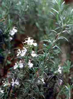 MSA ROSMARINUS OFFIC 50 ML - dottorbianchi.it