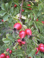 MSA ROSA CANINA 50 ML - dottorbianchi.it