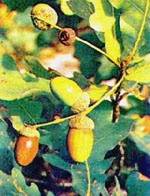 MSA QUERCUS PEDUNCOL 50 ML - dottorbianchi.it