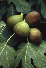 MSA FICUS CARICA 50 ML - dottorbianchi.it