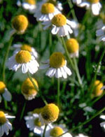 TSA MATRICARIA CHAMOMILLA 50 ML - dottorbianchi.it